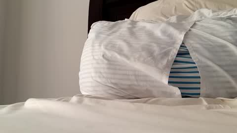 2022felipe online show from 12.14.24