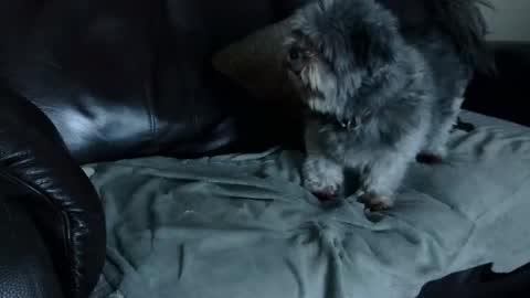 Snapshot of 66bear chatting on 12.22.24 66bear online show from 12.22.24