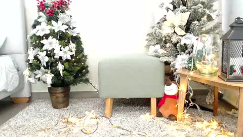 Snapshot of _sassy_girl chatting on 12.26.24 Sassy Girl online show from 12.26.24