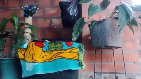 Snapshot of _tarek_ chatting on 10.24.25 _tarek_ online show from 10.24.25