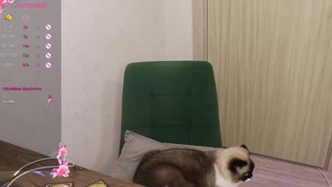 Alis online show from 03.06.25