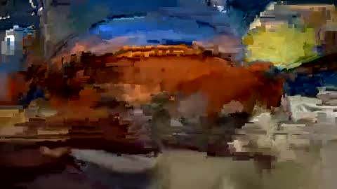 aj297914 online show from 10.01.25