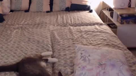 Snapshot of alessandra_foxy chatting on 02.28.25 Sandra online show from 02.28.25