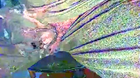 Alex online show from 10.27.25