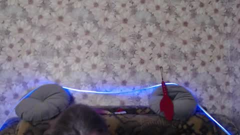 alice longstocking online show from 12.22.25