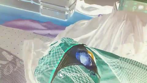 Snapshot of alwaysniceguy2 chatting on 01.03.25 HoneyMelonGuy online show from 01.03.25