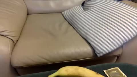 Snapshot of animal_michael chatting on 12.21.24 animal_michael online show from 12.21.24