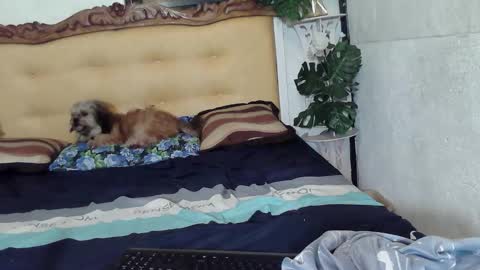 asianladyboy888 online show from 02.23.26