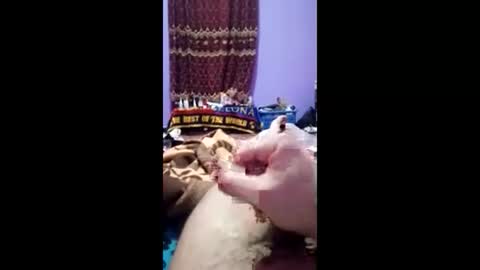 bahaa5555 online show from 03.01.26