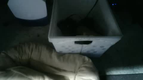 Snapshot of balls_deep_209 chatting on 11.10.25 boton online show from 11.10.25