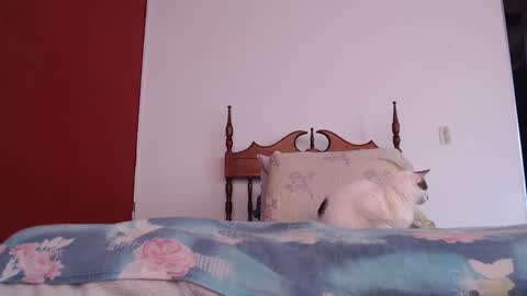 bayonette_black online show from 10.04.25