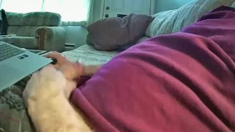 bcema2 online show from 01.08.25