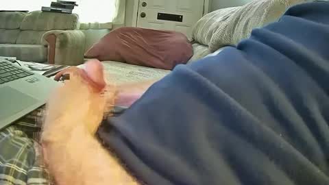 bcema2 online show from 10.08.25