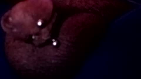 bcfalcon69 online show from 05.17.26