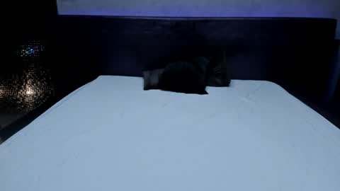 bella_dreamss online show from 05.22.26