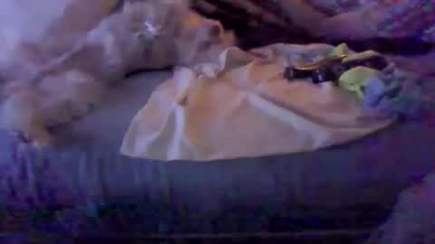 BB online show from 02.08.26