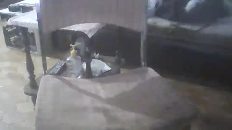 bigpenix online show from 04.20.26