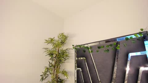 B L A C K  R O S E  online show from 02.08.25