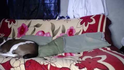 Black Panther online show from 09.27.25