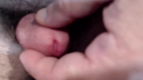 Snapshot of bobswan chatting on 01.29.25 bobswan online show from 01.29.25