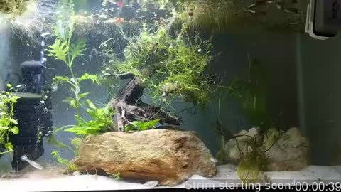 Booker Baxton online show from 12.07.24