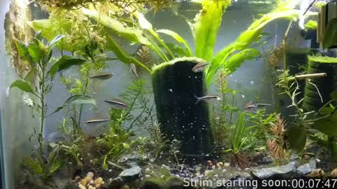 Booker Baxton online show from 12.25.24