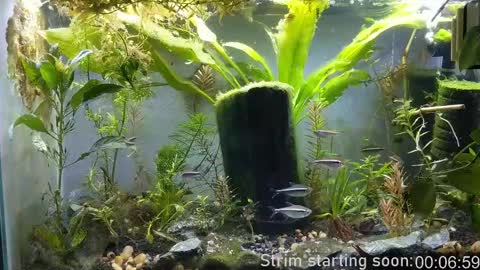 Booker Baxton online show from 02.11.25