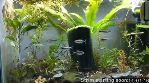 Booker Baxton online show from 12.16.25