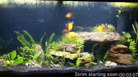 Booker Baxton online show from 12.19.25