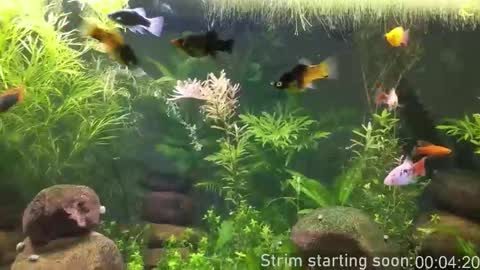 Booker Baxton online show from 02.04.26