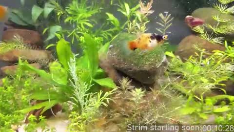 Booker Baxton online show from 03.20.26