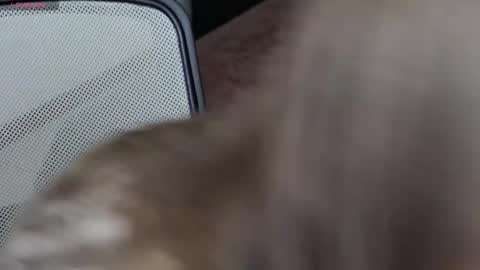 Brandy Gem online show from 02.10.26