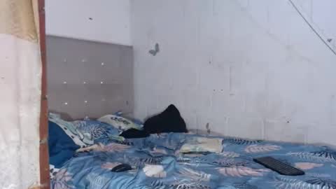 brianadollts1 online show from 04.12.26