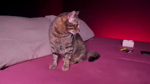 CQ online show from 02.24.25