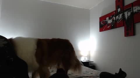 Snapshot of camila_bigcock_ts chatting on 03.08.25 camila online show from 03.08.25