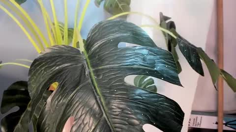 Snapshot of camillo_virgil chatting on 10.17.25 Camillo Virgil online show from 10.17.25