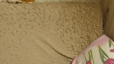 say meow and send tip  online show from 12.18.24