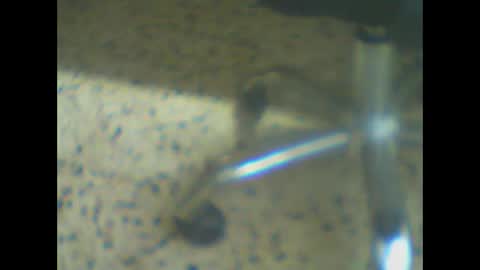 castells online show from 03.24.26