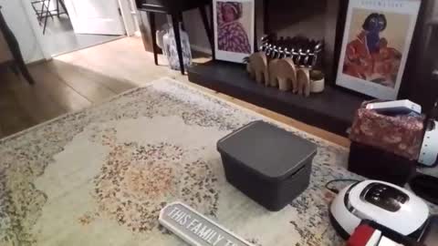 Bakewell Trixie  online show from 02.09.26