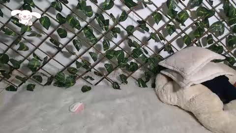 charly_evans60 online show from 02.21.25