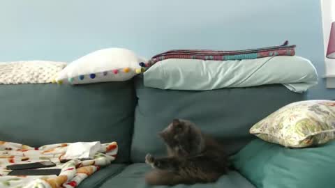 Chelsea online show from 01.28.25