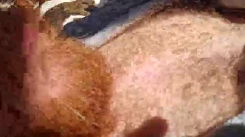 cody_phoenix online show from 10.11.25