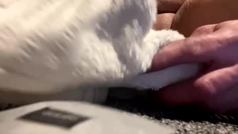 Snapshot of cumsinmealot chatting on 01.25.25 Aprilia online show from 01.25.25