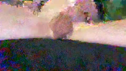 cwaddle online show from 01.10.25