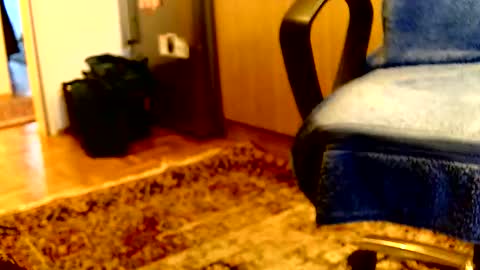 Dammerl online show from 04.06.26