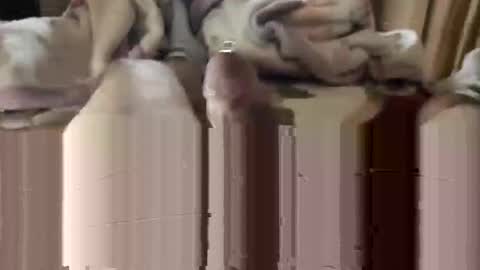 django_911 online show from 01.03.25