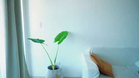 Donatella online show from 03.26.26