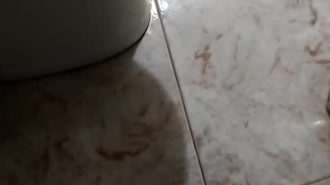 Snapshot of dthedog12 chatting on 10.30.25 dthedog12 online show from 10.30.25