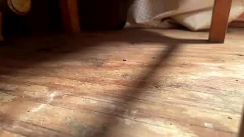 ehproject online show from 11.01.25