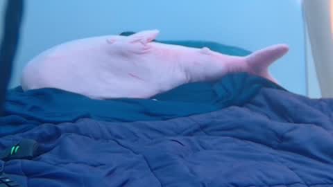 FE fee online show from 02.27.25